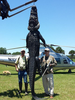 We pulled in a massive 13 footer while alligator hunting in florida.