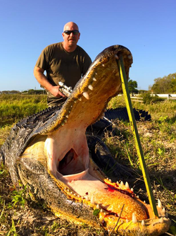Alligator Hunting Florida harvests another great gator from 60,000 acres.